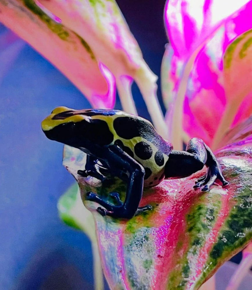 Pralešnička - Dendrobates tinctorius 'Nominat'