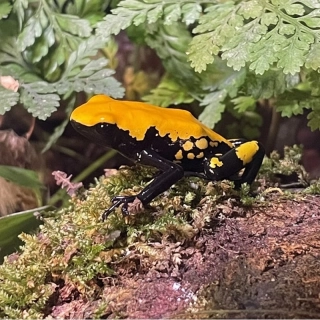 Pralešnička - Adelphobates galactonotus 'Orange'